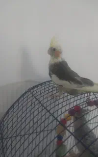 عروس هلندی