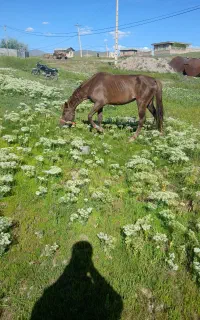 اسب مادیان