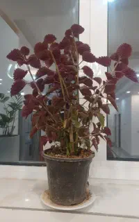 درخت بری