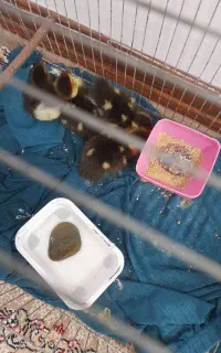 چهار عدد بچه اردک روسی