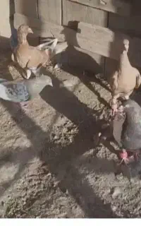 کفترشهرستان