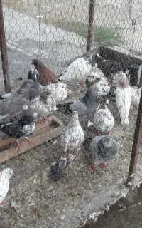 ۳۶ عدد کبوتر جوجه و بالغ یکجا و تک
