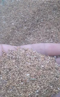 بذر یونجه