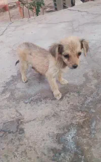 سگ پاکوتاه چندنژادسلطنتی