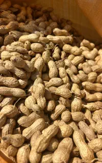 خریدار بادام زمینی پارس اباد مغان