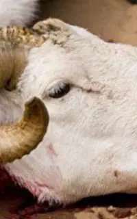 سلاخی و قصابی گوسفند