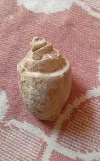 سنگ فسیل