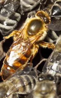 کارگر زنبور داری