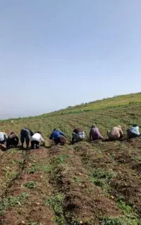 اکیپ کارگر برا لوبیا چیدن۴۰نفردارم