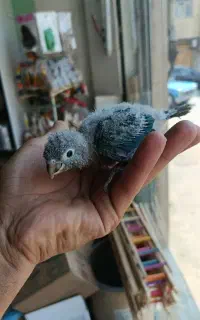جوجه راهب سرلکی