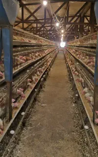 مرغداری تخم گذار