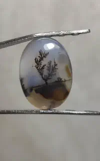 شجر قائن تکدرخت