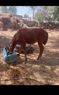 فروش ۶راس اسب، مادیان ونریان وکره