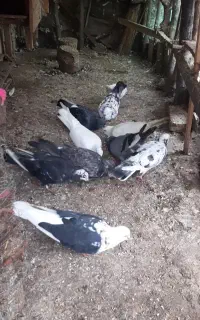 کبوتر فروشی