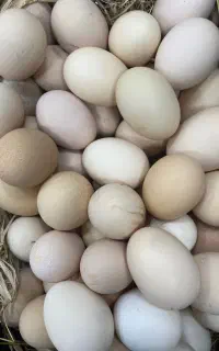 تخم مرغ محلی تازه همه روزه