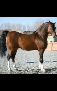 پانسیون اسب۱۴تومن