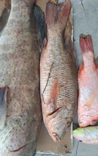 ماهی تازه صید امروز