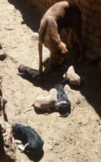 واگذاری