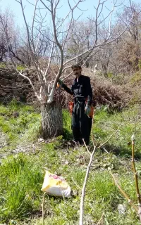 پیوند انواح درخت