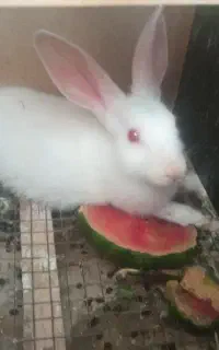 خرگوش از نسل چشم سرخ