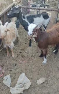 و کهره یکساله