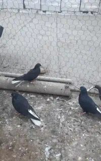 کبوتر دم سفید ۴تا