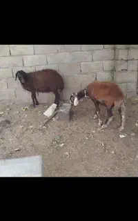 گوسفند افشاری دوعدد