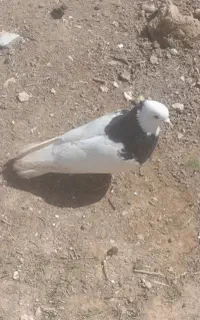 سلام کبوتر طاق سیاه نر به فروش میرسد