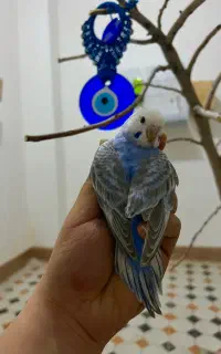 پرنده مرغ عشق
