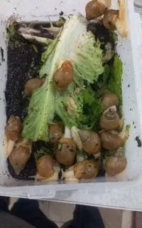 حلزون درمانی