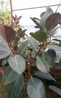 فروش فیکوس
