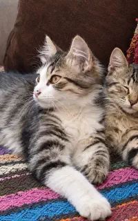 بچه گربه های نژاد DLH و DSH دوست داشتنی