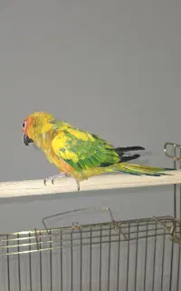 طوطی خورشیدی رام سخنگو