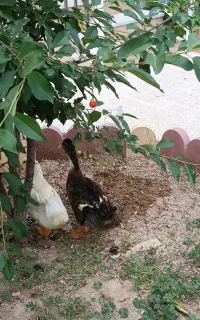 اردک