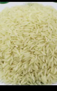برنج طارم هاشمی وکشت دوم از خود کشاورز