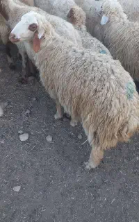 بره نر و ماده