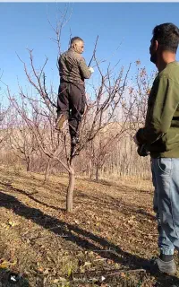 هرس کاری درختان
