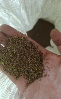 بذر شبدر تمیز درجه یک