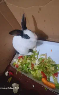 خرگوش