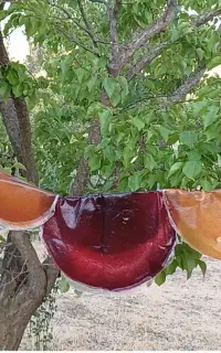 میوه خشک / لواشک خانگی