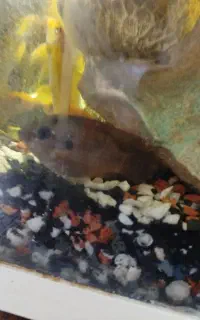 سیچلاید زندانی و جوئل