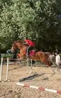 اسب ورزشی دوسر وارداتی پرشی رده ۱۳۰