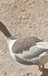 فروش غاز محلی اصل