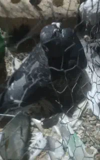 کبوتر طوقی