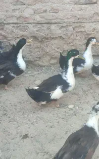 ۶تا اردک
