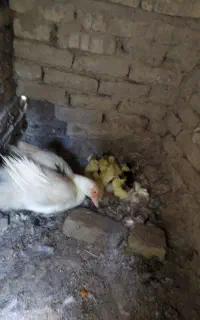 جوجه اردک اسراعیلی