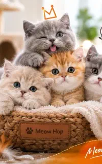 بریتیش و اسکاتیش / مجموعه میوهاپ