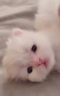 بریتیش گربه سفید همراه شناسنامه اصالت دار