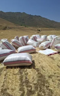 کاه دیم  کردستان
