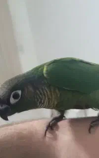 پرنده گمشده